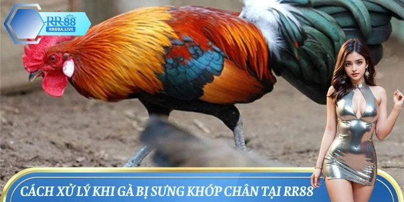Biện pháp xử lý khi gà bị sưng khớp chân