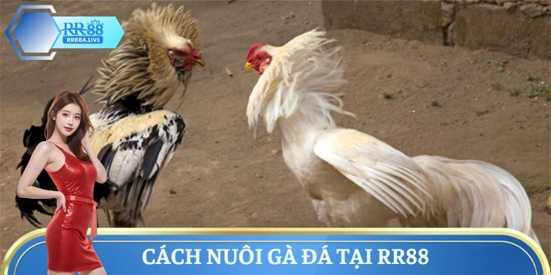 Cách Nuôi Gà Đá Chuẩn Chiến Kê – Bí Quyết Từ Dân Trong Nghề
