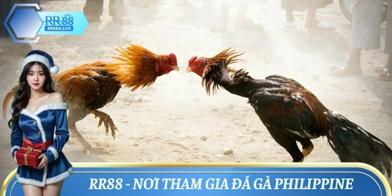 Đá gà Philippines công bằng, chuẩn luật tại RR88