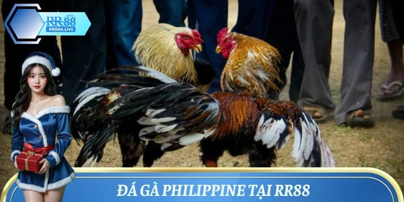 Đá Gà Philippines – Hơn 300 Trận Đấu Mỗi Tuần, Cược Thả Ga