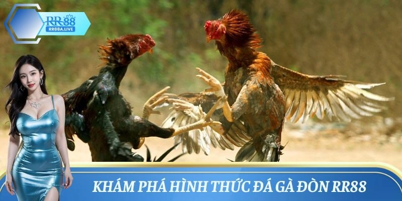 Giới thiệu về hình thức đá gà đòn